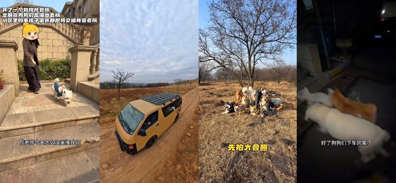 开狗狗幼儿园火出圈,周小帅靠什么狂揽流量?