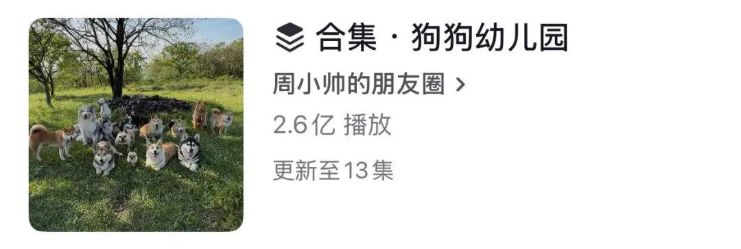 开狗狗幼儿园火出圈,周小帅靠什么狂揽流量?
