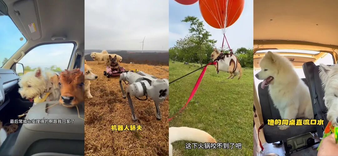 开狗狗幼儿园火出圈,周小帅靠什么狂揽流量?